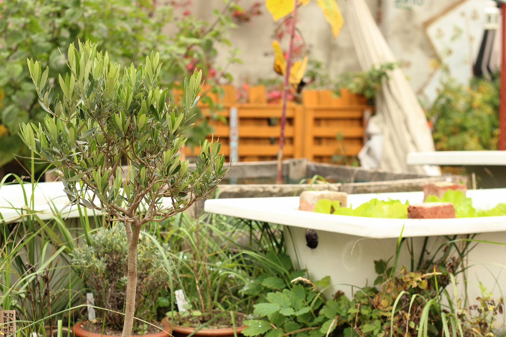 Urban Gardening in Neukölln: Gemeinschaftsgarten Prachttomate